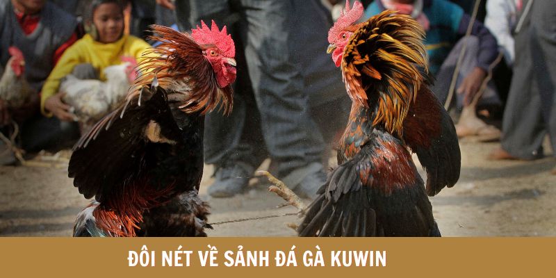 Đôi nét về sảnh đá gà Kuwin 